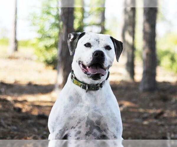 Medium Photo #1 American Bulldog-Unknown Mix Puppy For Sale in Tavares, FL, USA