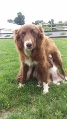 Mother of the Border Collie puppies born on 05/17/2018