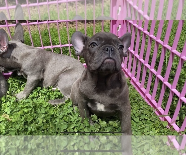 Medium Photo #4 French Bulldog Puppy For Sale in METUCHEN, NJ, USA