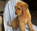 Small #12 Goldendoodle (Miniature)