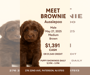Aussie-Poo Puppy for sale in PATERSON, NJ, USA