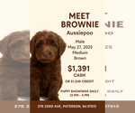 Image preview for Ad Listing. Nickname: BROWNIE