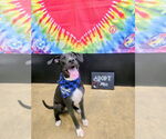 Small #1 Great Dane-Labrador Retriever Mix