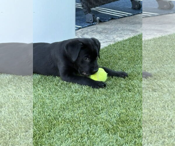 Medium Photo #4 Labrador Retriever-Unknown Mix Puppy For Sale in Fort Worth, TX, USA