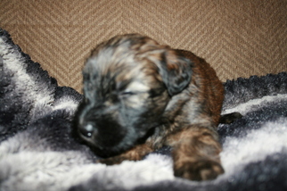 Soft Coated Wheaten Terrier Puppy for sale in CHARLES CITY, IA, USA