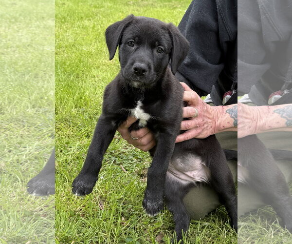 Medium Photo #1 Labrador Retriever-Unknown Mix Puppy For Sale in Stevens Point, WI, USA