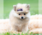 Small Photo #89 Pomeranian Puppy For Sale in WARSAW, IN, USA