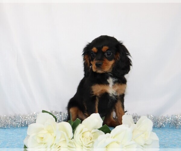 Medium Photo #1 Cavalier King Charles Spaniel Puppy For Sale in FREDERICKSBG, OH, USA