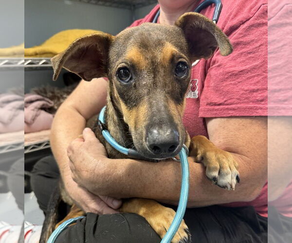 Medium Photo #1 Dachshund-Unknown Mix Puppy For Sale in Chico, CA, USA