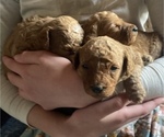 Small Photo #18 Poodle (Miniature) Puppy For Sale in RUDD, IA, USA
