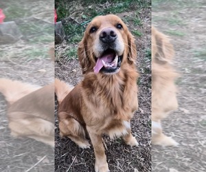 Father of the Golden Retriever puppies born on 06/22/2026