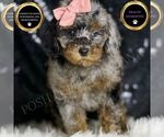 Puppy Sharon Poodle (Miniature)