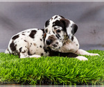 Small #1 Great Dane