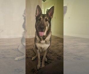 Kato & Friend - Bonded Pair - Male German Shepherd Dog Dog for Adoption - Photo #4