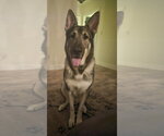Small #3 German Shepherd Dog