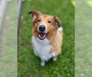 Collie Dogs for adoption in Dublin, OH, USA