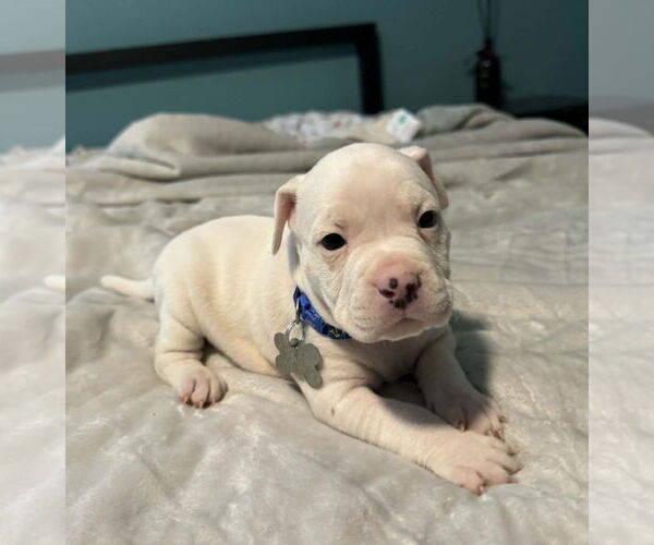 Medium Photo #2 Bull-Boxer Puppy For Sale in Holly Springs, NC, USA