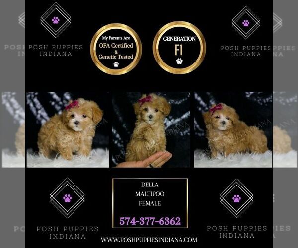 Medium Photo #2 Maltipoo Puppy For Sale in WARSAW, IN, USA