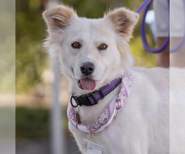 Medium Photo #8 Collie-Retriever  Mix Puppy For Sale in San Diego, CA, USA