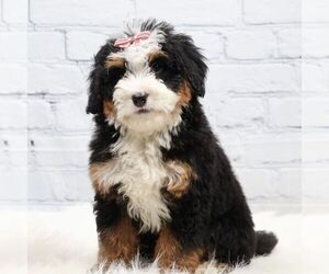 Bernedoodle (Miniature) Puppy for sale in LIVINGSTON, WI, USA
