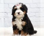 Small Bernedoodle (Miniature)