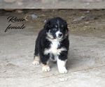 Small Photo #21 Australian Shepherd Puppy For Sale in CLARE, MI, USA