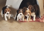 Small Photo #9 Beagle Puppy For Sale in EL CAJON, CA, USA