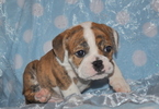 Small Photo #6 Bulldog Puppy For Sale in ROYSE CITY, TX, USA