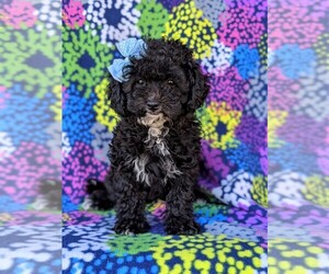 Poodle (Miniature) Puppy for sale in NOTTINGHAM, PA, USA