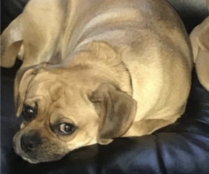 Mother of the Puggle puppies born on 07/08/2019