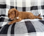 Small #2 Cavapoo (Miniature)