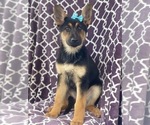 Small Photo #7 German Shepherd Dog Puppy For Sale in LAKELAND, FL, USA