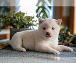 Puppy Marshmallow Shiba Inu