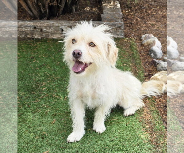 Medium Photo #2 Mutt Puppy For Sale in Albuquerque, NM, USA