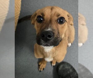 Mutt Dogs for adoption in Glen Allen, VA, USA