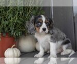Small #1 Cavalier King Charles Spaniel