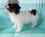 Small Photo #3 Havanese Puppy For Sale in LOUISVILLE, KY, USA