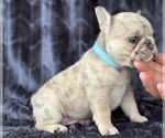 Puppy Moose French Bulldog