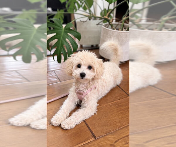 Medium Photo #2 Maltipoo (Toy) Puppy For Sale in MISSION VIEJO, CA, USA