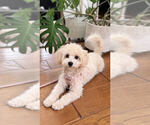 Toffee - Female Maltipoo (Toy) Puppy for Sale - Photo #2