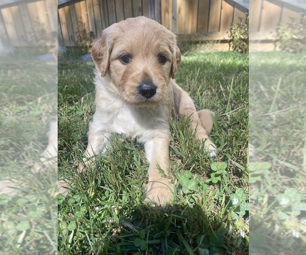 Medium Photo #2 Goldendoodle Puppy For Sale in PICKENS, SC, USA