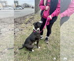 Small #4 American Pit Bull Terrier