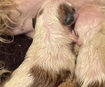 Puppy 2 Shih Tzu