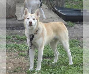 Siberian Husky-Unknown Mix Dogs for adoption in San Antonio, TX, USA