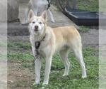 Small Siberian Husky Mix