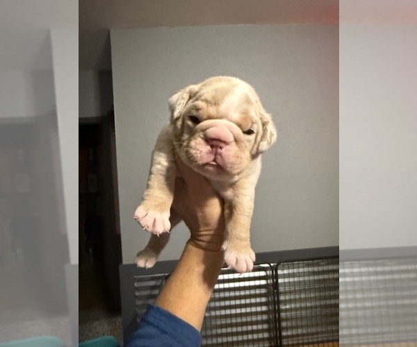 Medium Photo #7 English Bulldog Puppy For Sale in OOLOGAH, OK, USA