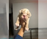 Small #6 English Bulldog