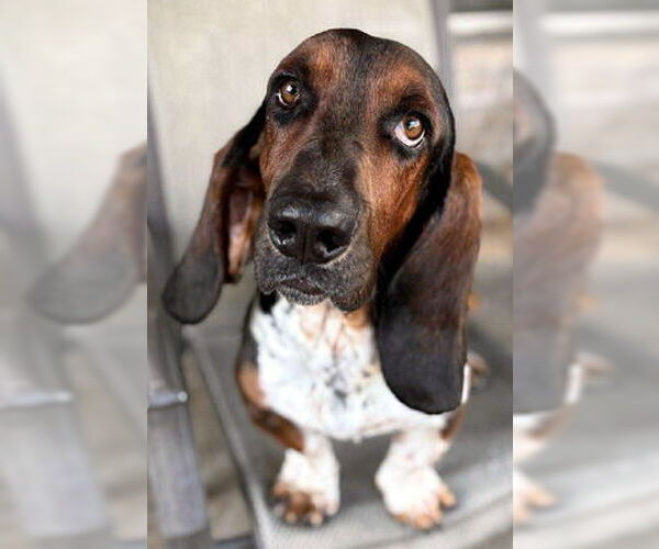 Medium Photo #1 Basset Hound Puppy For Sale in Deepwater, NJ, USA