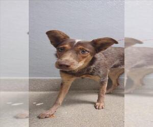 Mutt Dogs for adoption in Las Vegas, NV, USA