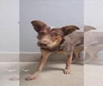 Small Mutt
